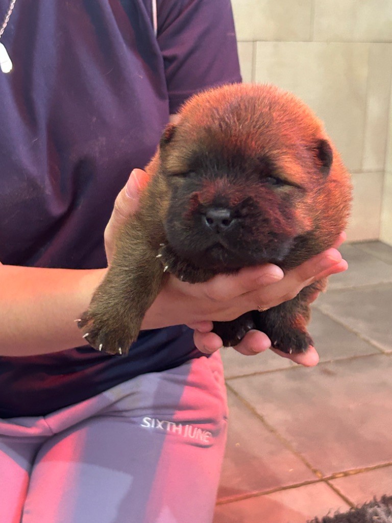 Du Domaine De Goes-Kuard - Chiot disponible  - Chow Chow