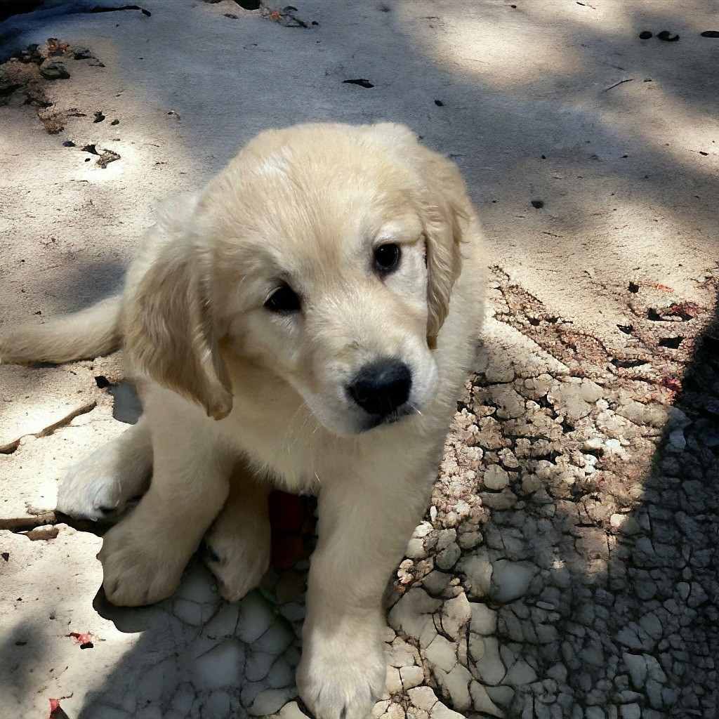 Du Domaine De Goes-Kuard - Chiot disponible  - Golden Retriever